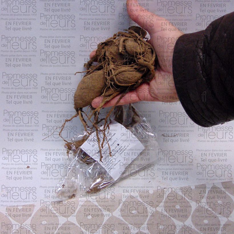 Example of Dahlia Grand Finale Bulb size I specimen as delivered