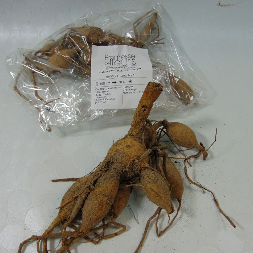 Example of Dahlia Kelvin Floodlight Bulb size I specimen as delivered