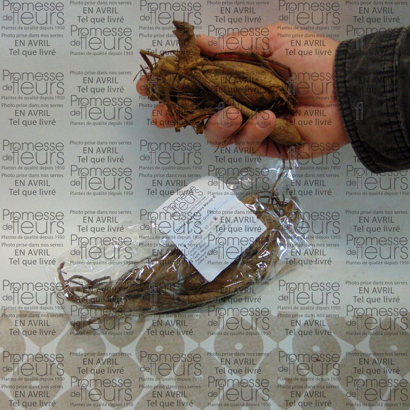 Example of Dahlia Kenora Macop-B Bulb size I specimen as delivered