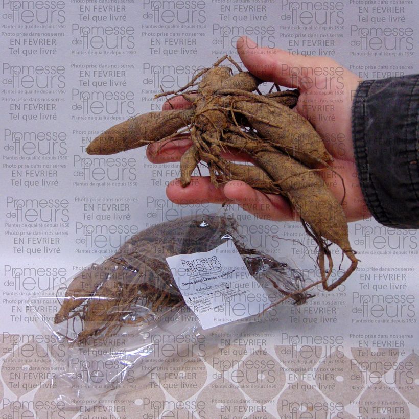 Example of Dahlia Lavender Perfection Bulb size I specimen as delivered