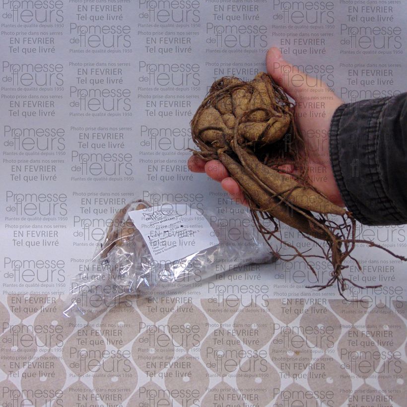 Example of Dahlia Lilac Time Bulb size I specimen as delivered