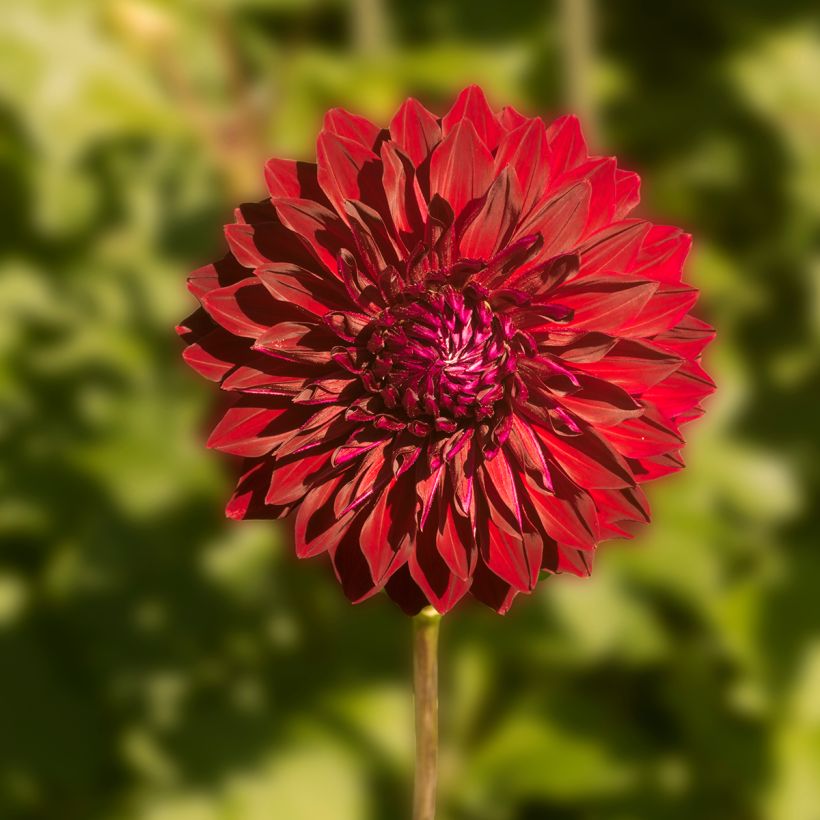 Dahlia Mingus Alex (Flowering)