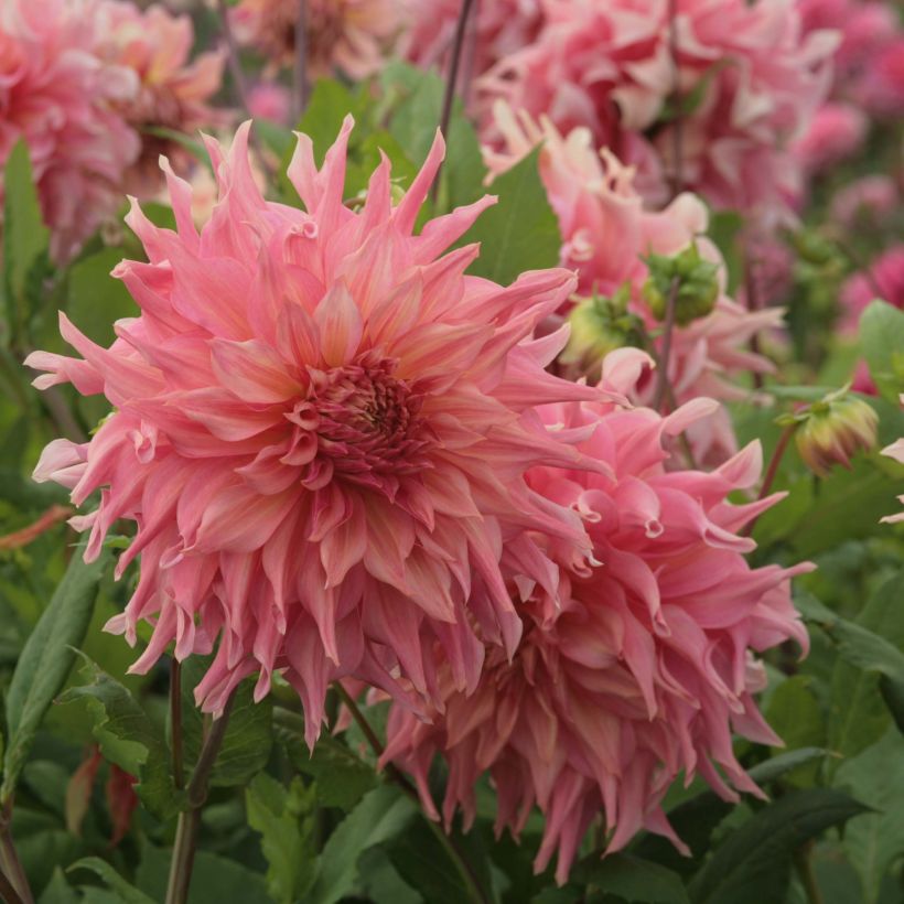 Dahlia Penhill Watermelon (Flowering)