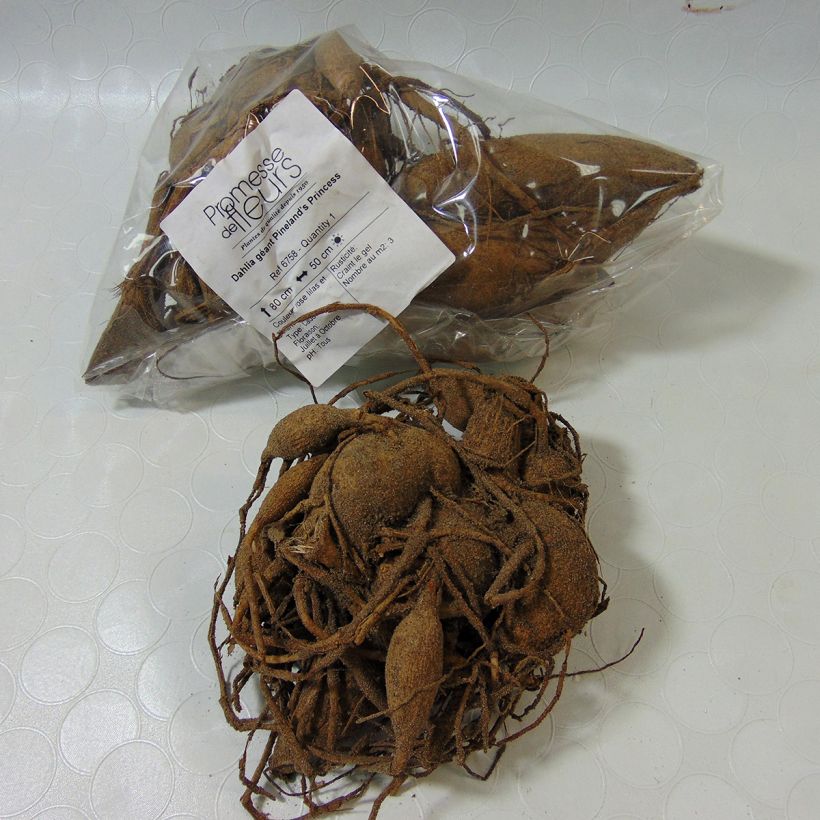 Example of Dahlia Pineland's Princess Bulb size I specimen as delivered