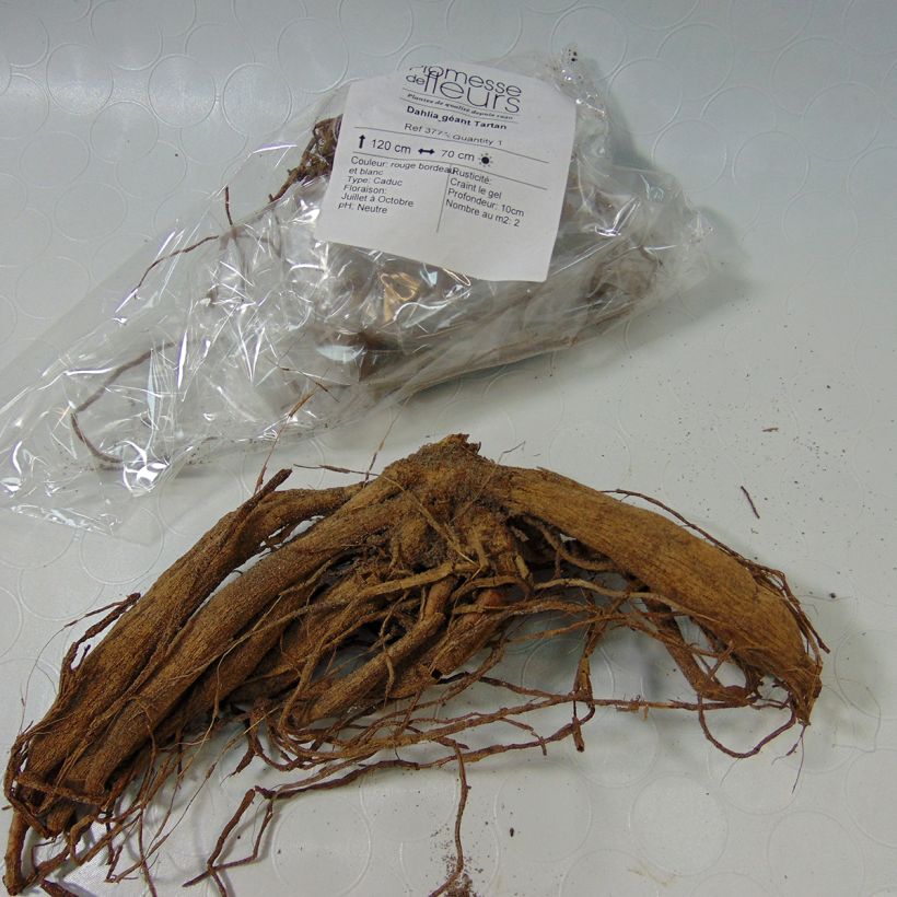 Example of Dahlia Tartan Bulb size I specimen as delivered