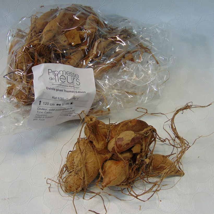 Example of Dahlia Thomas A. Edison Bulb size I specimen as delivered