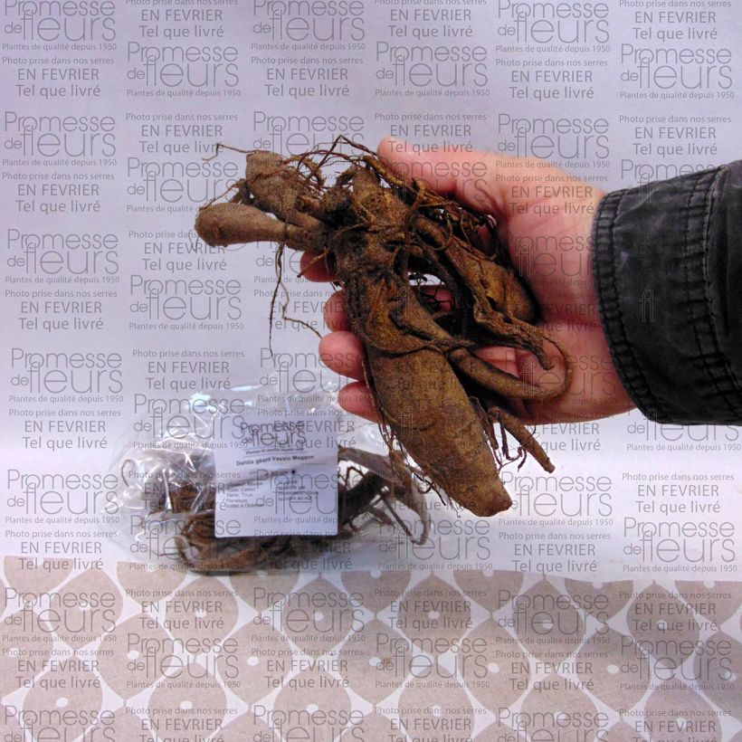 Example of Dahlia Vassio Meggos Bulb size I specimen as delivered