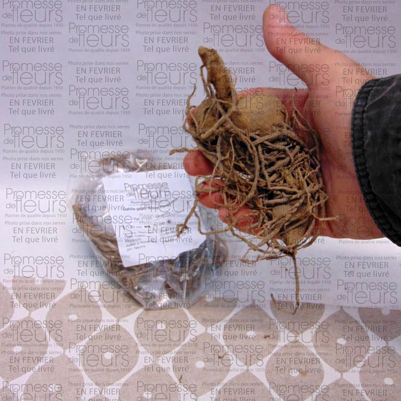 Example of Dahlia White Perfection Bulb size I specimen as delivered