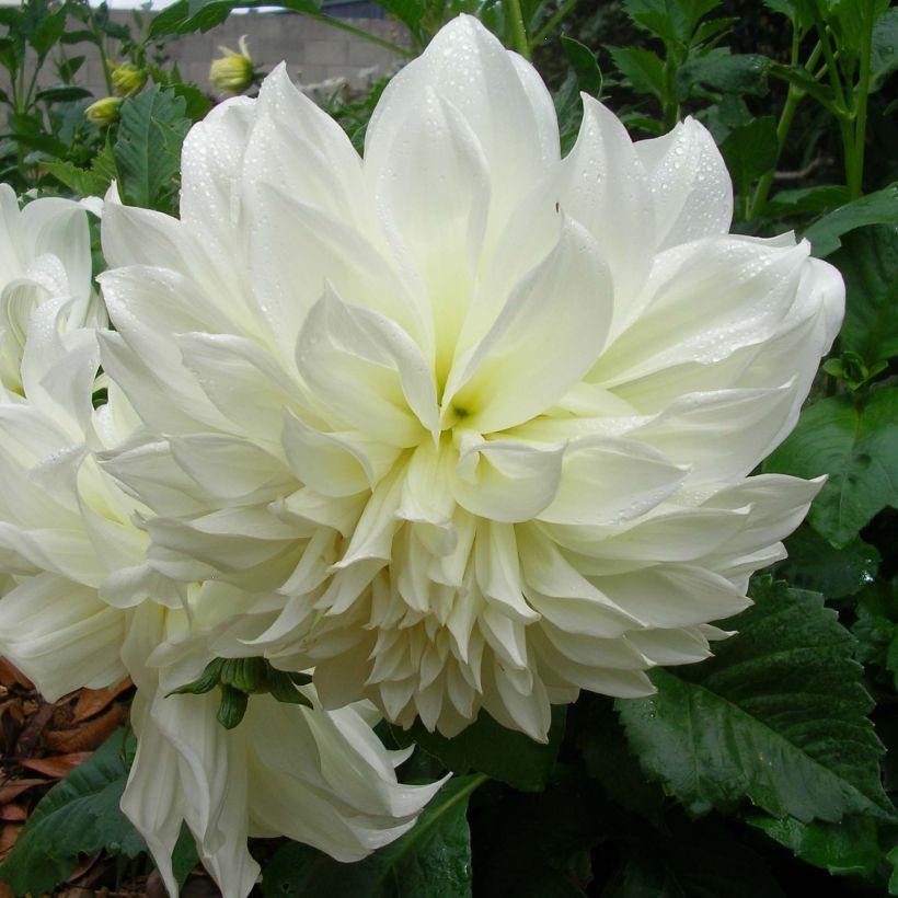 Dahlia Fleurel (Flowering)