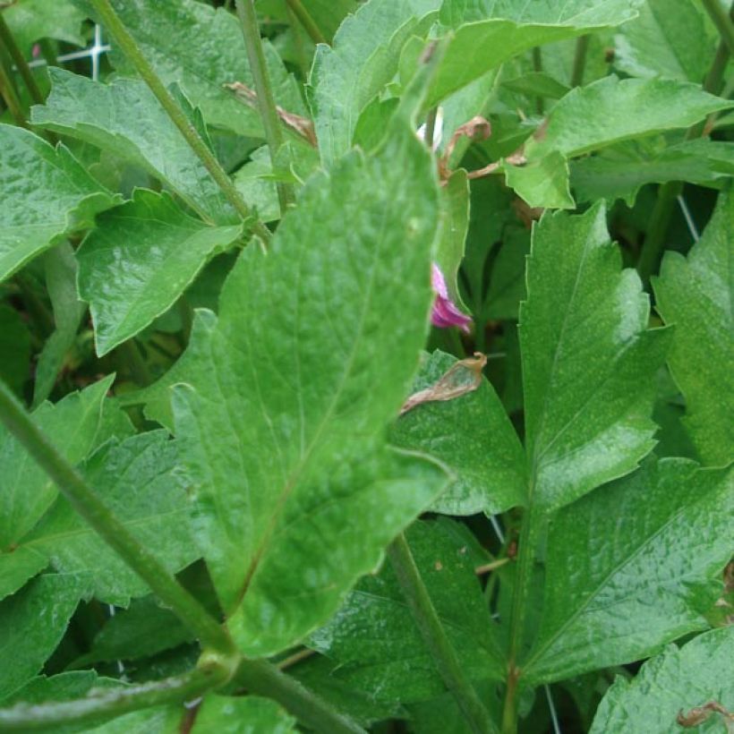 Dahlia Honka Pink (Foliage)