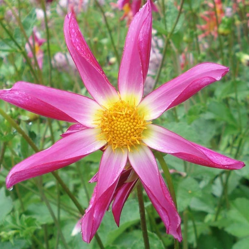 Dahlia Honka Pink (Flowering)