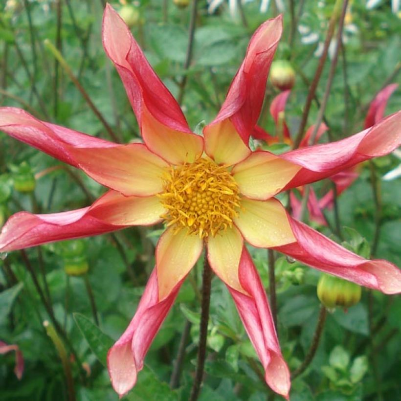 Dahlia Surprise (Flowering)