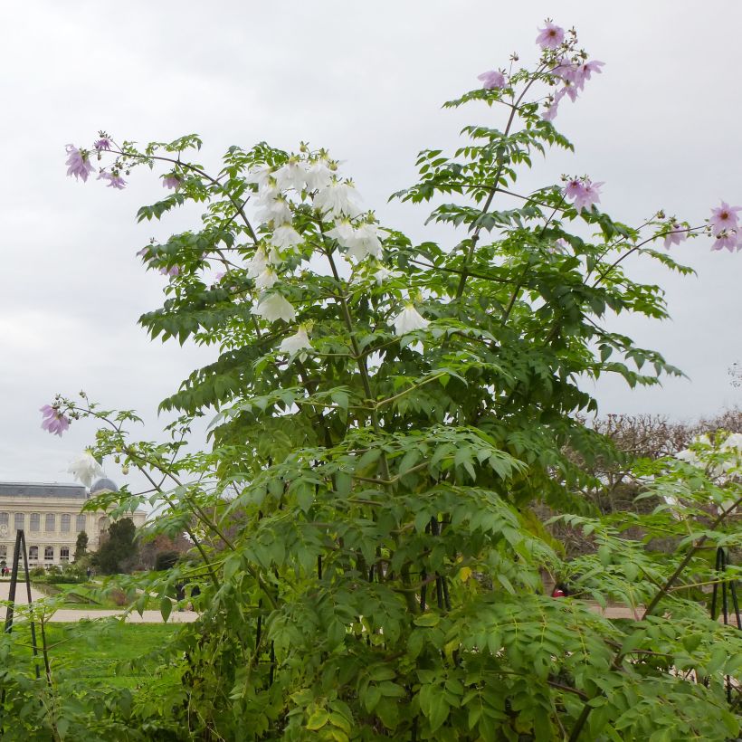 Dahlia imperialis - Giant Dahlia (Plant habit)