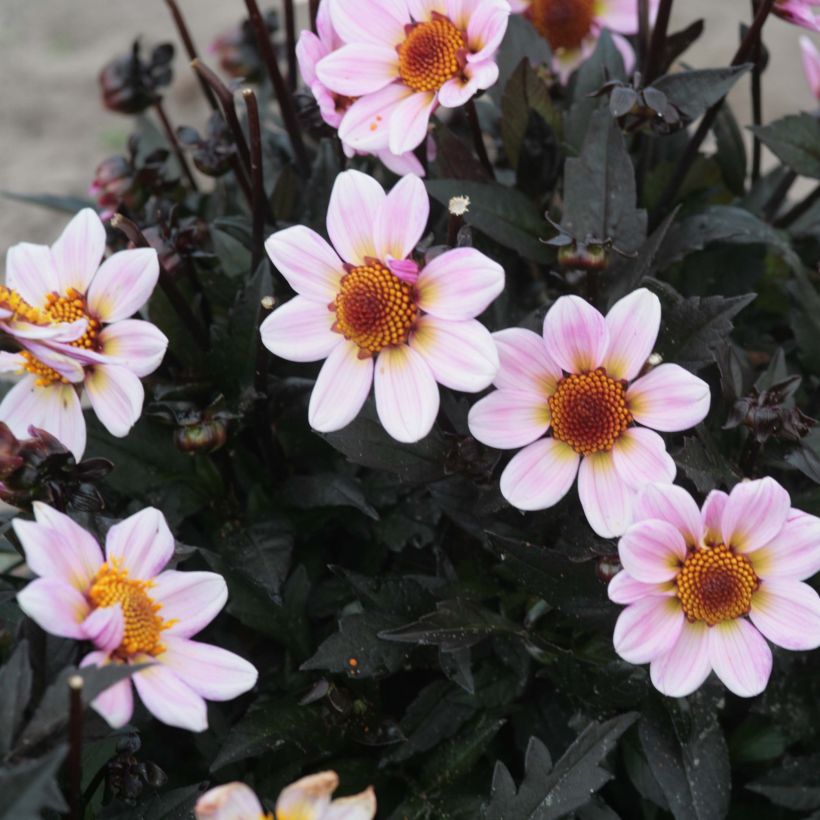 Dahlia Dark Angels American Pie (Flowering)