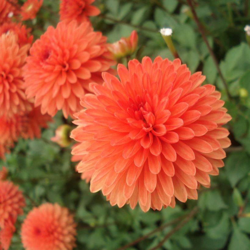 Dahlia Jewel Orange (Flowering)