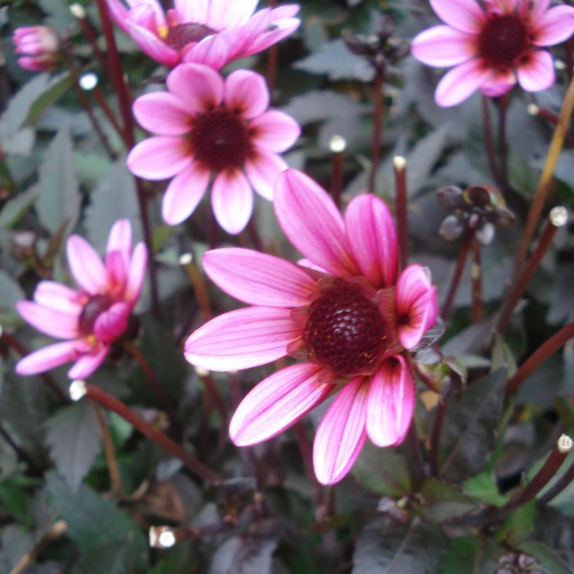 Dahlia Dark Angels Pretty Woman (Flowering)