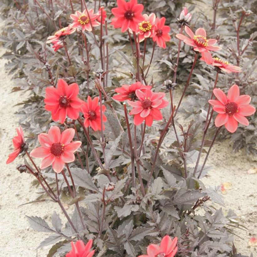 Dahlia Dark Angels Pulp Fiction (Plant habit)