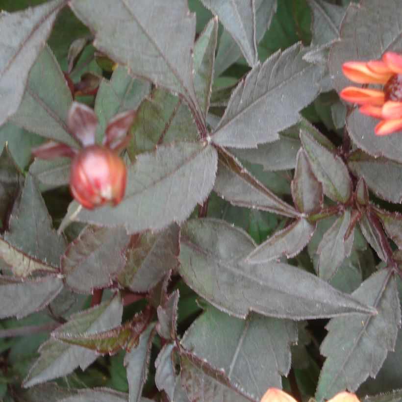 Dahlia Dark Angels Star Wars (Foliage)