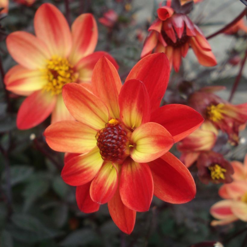 Dahlia Dark Angels Star Wars (Flowering)