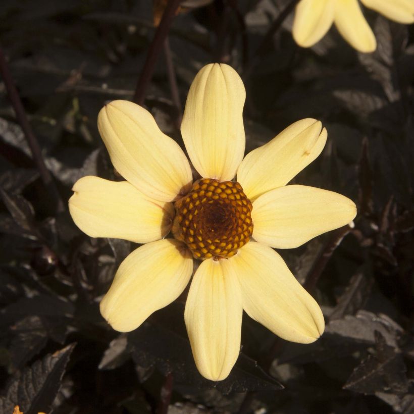 Dahlia Dark Angels Taxi Driver (Flowering)