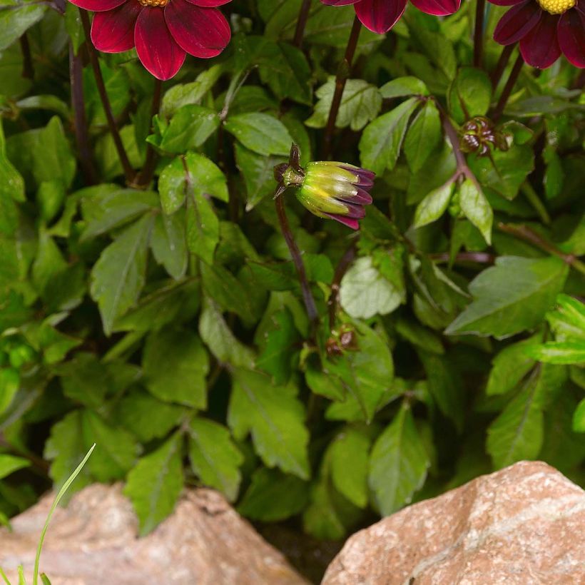 Dahlia Topmix Purple (Foliage)