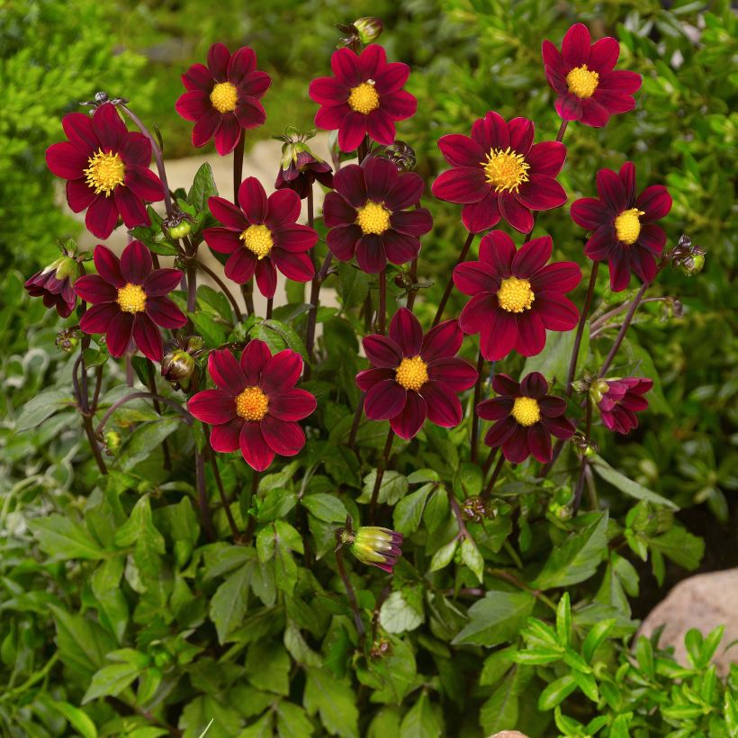 Dahlia Topmix Purple (Plant habit)