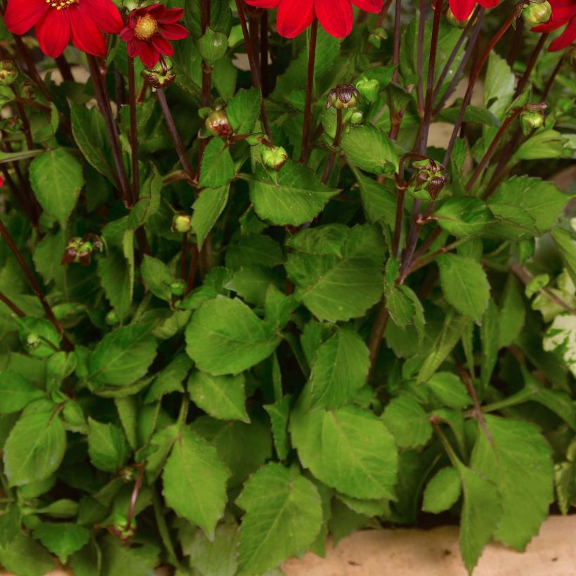 Dahlia Topmix Red (Foliage)