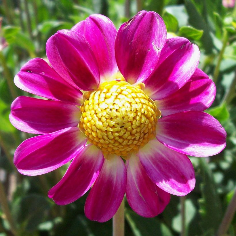 Dahlia Topmix Sweetheart (Flowering)