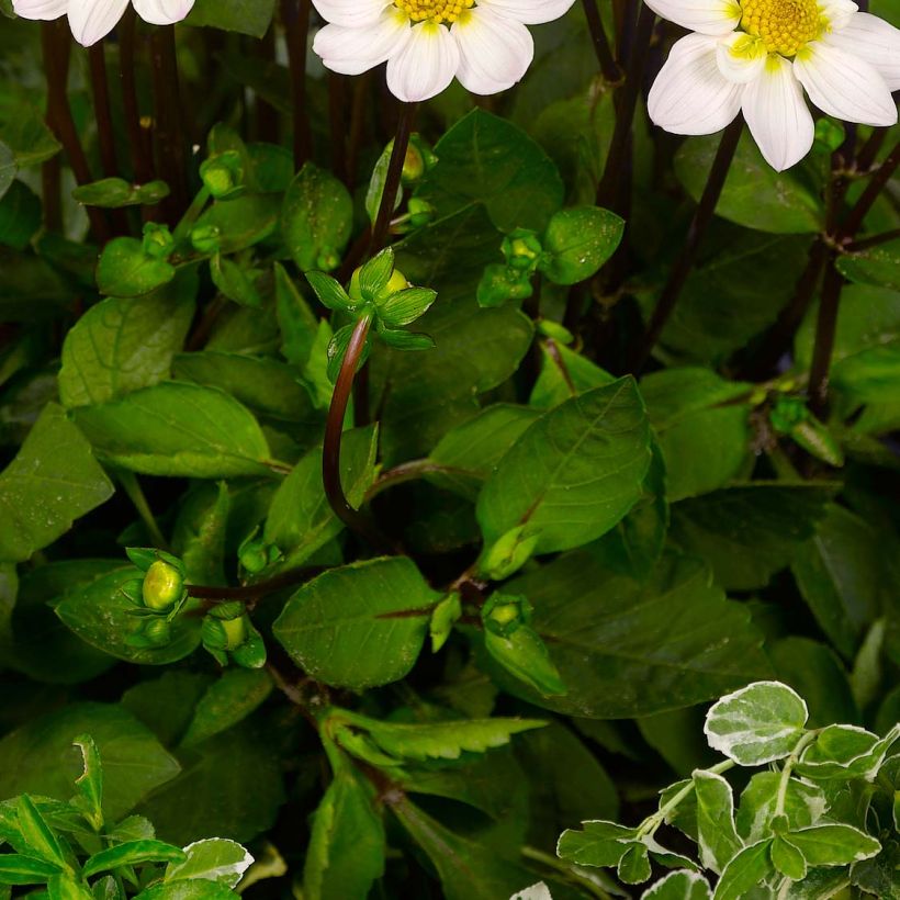 Dahlia Topmix White (Foliage)