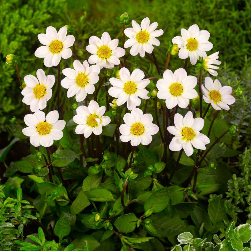 Dahlia Topmix White (Plant habit)