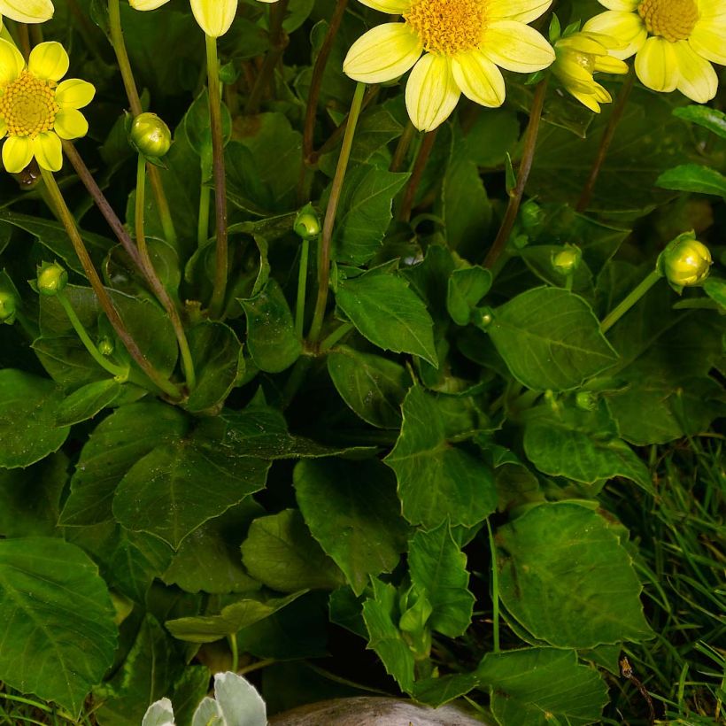 Dahlia Topmix Yellow (Foliage)