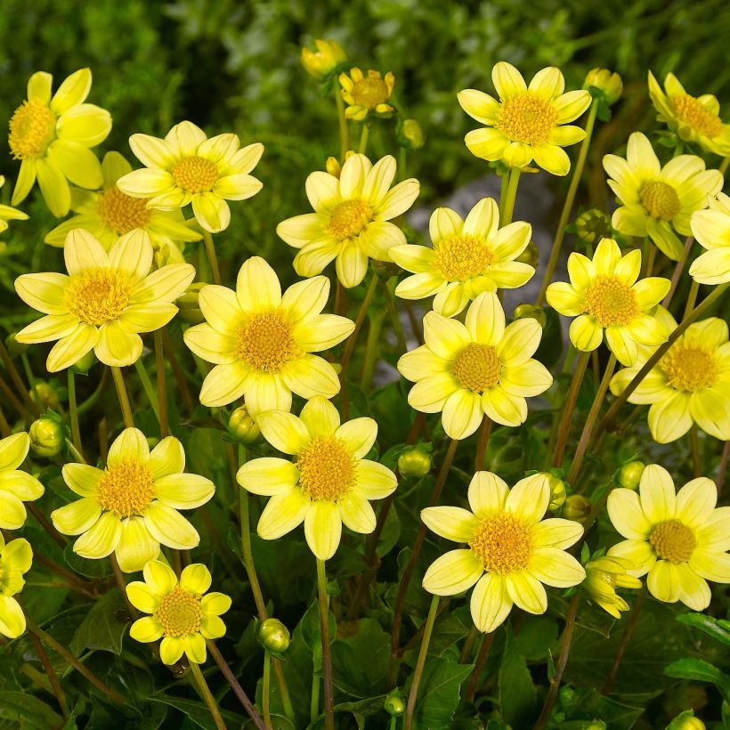 Dahlia Topmix Yellow (Flowering)