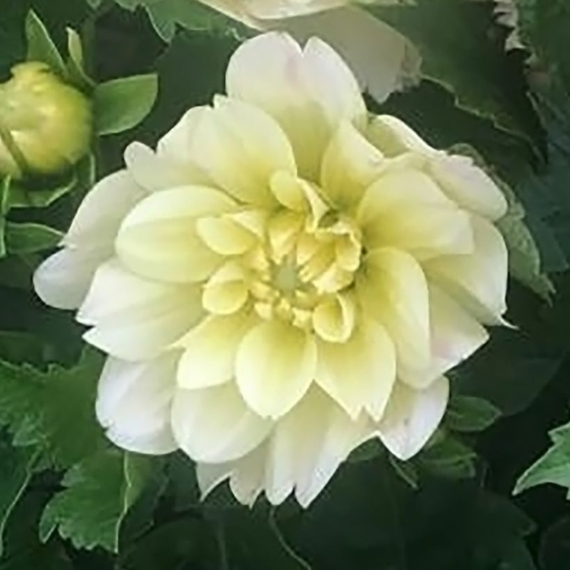 Dahlia Berliner Lemon (Flowering)