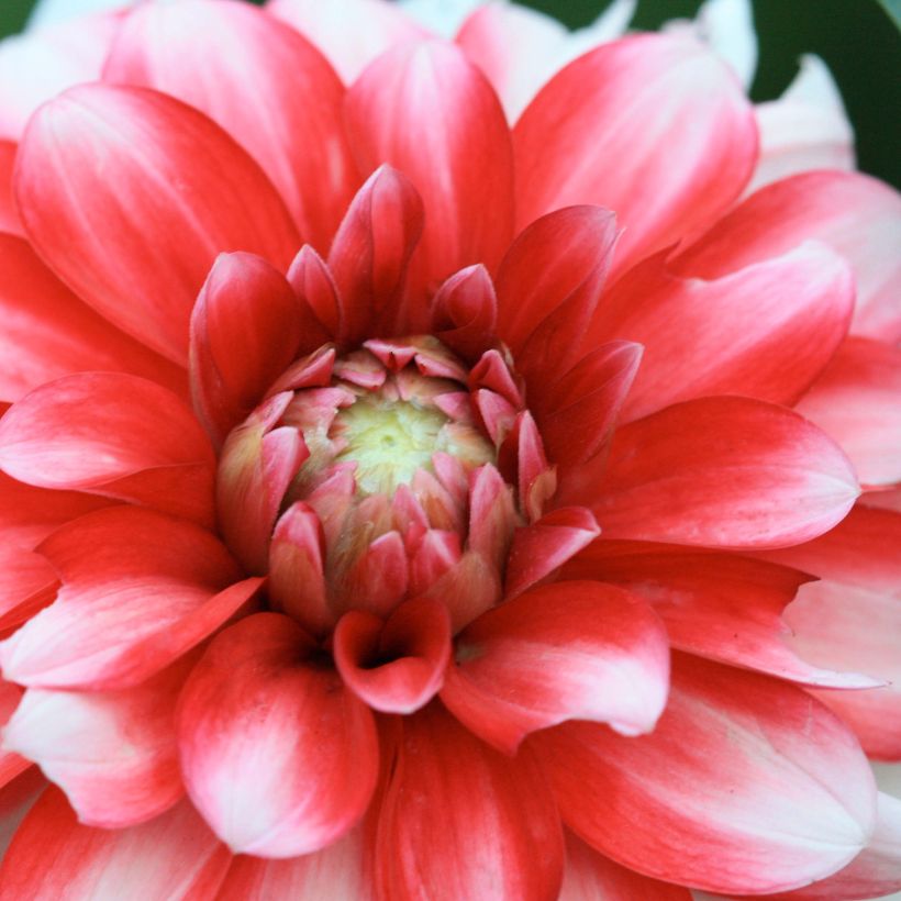 Dahlia Little Tiger (Flowering)