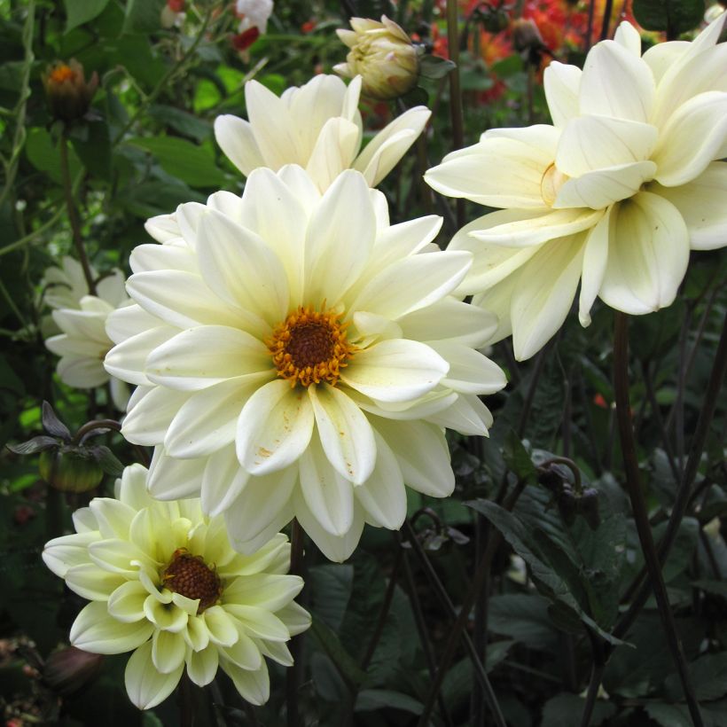Dahlia Classic Swanlake (Flowering)