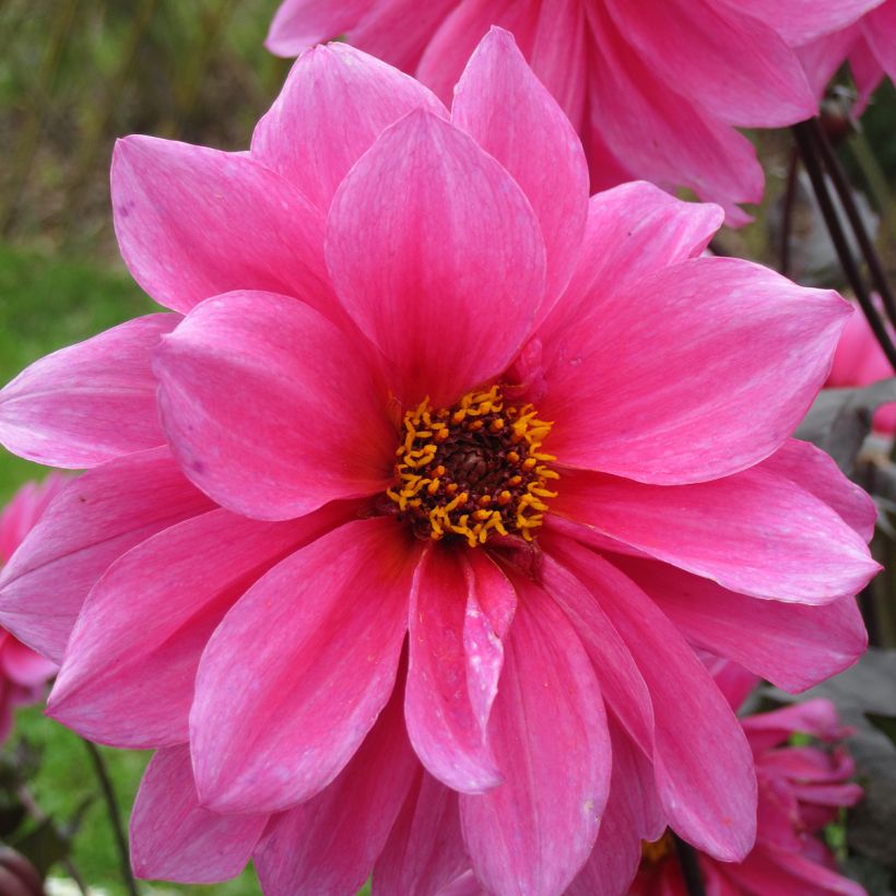 Dahlia Fascination (Flowering)