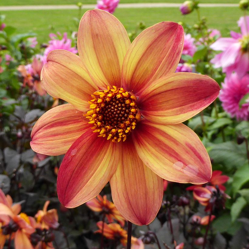 Dahlia Schippers Bronze (Flowering)