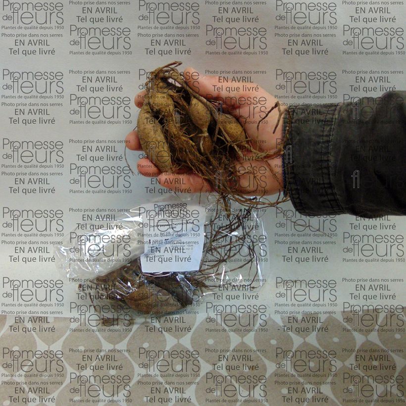 Example of Dahlia Twinings After Eight Bulb specimen as delivered
