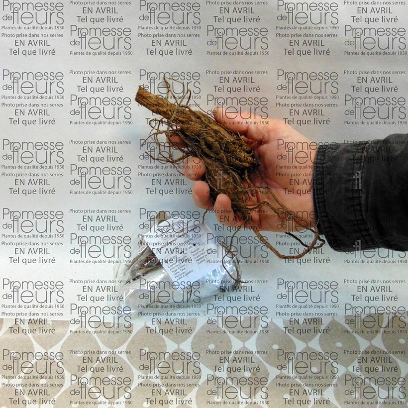 Example of Dahlia Twyning's Smartie Bulb size I specimen as delivered