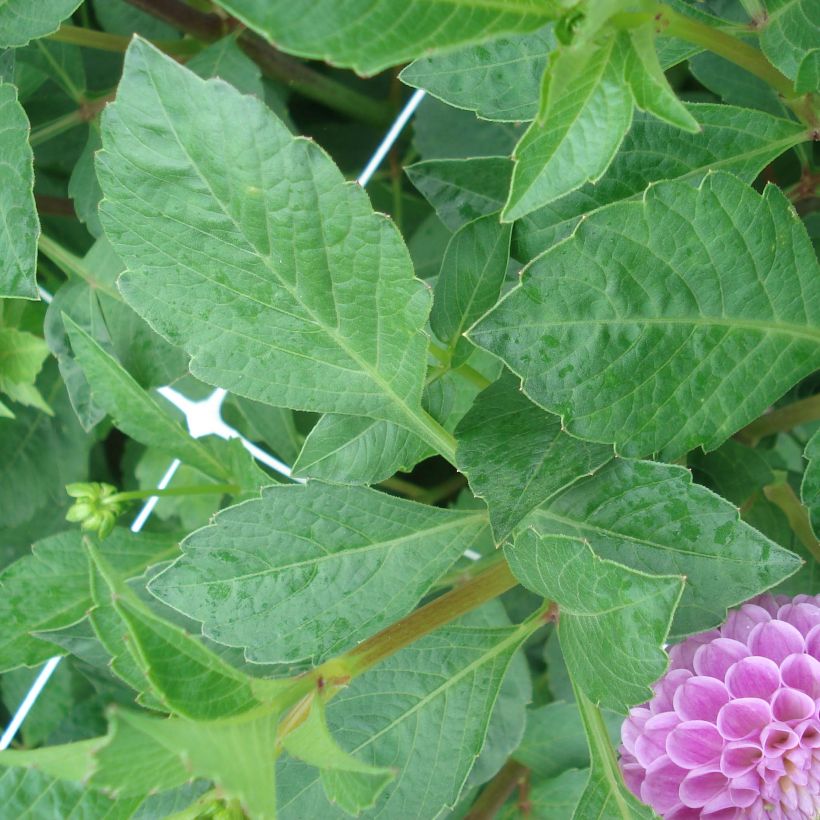 Dahlia Franz Kafka (Foliage)