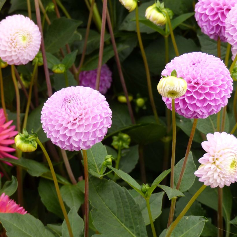 Dahlia Franz Kafka (Flowering)