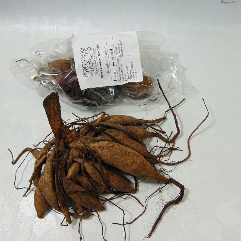 Example of Dahlia Franz Kafka Bulb size I specimen as delivered