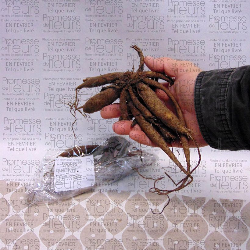 Example of Dahlia Icoon Bulb size I specimen as delivered