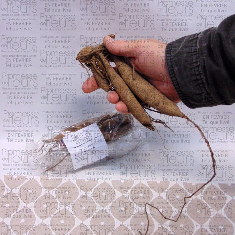 Example of Dahlia Black Jack Bulb size I specimen as delivered