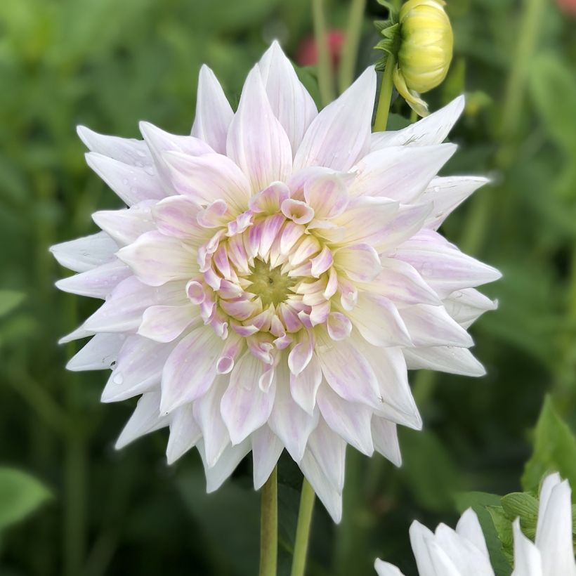 Dahlia Clearview Edie (Flowering)