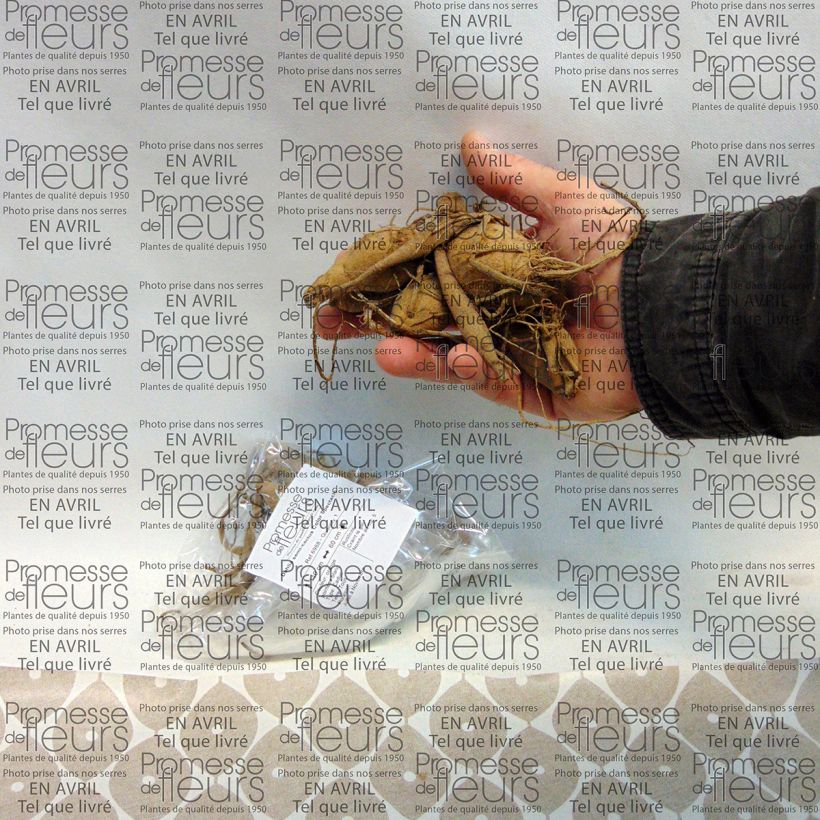 Example of Dahlia Color Spectacle Bulb size I specimen as delivered
