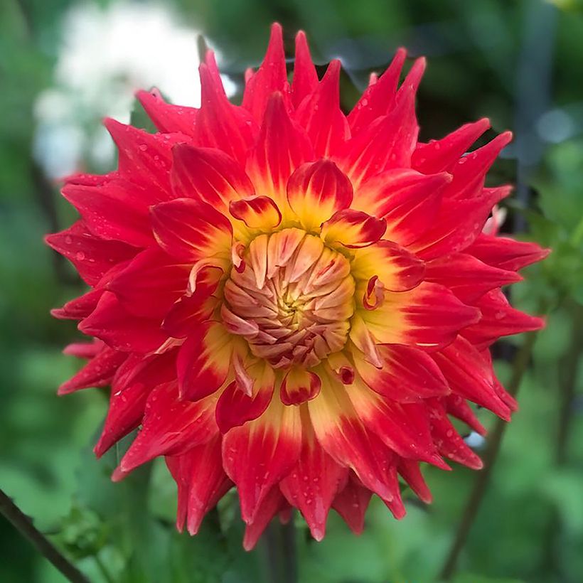Dahlia Fired Up (Flowering)