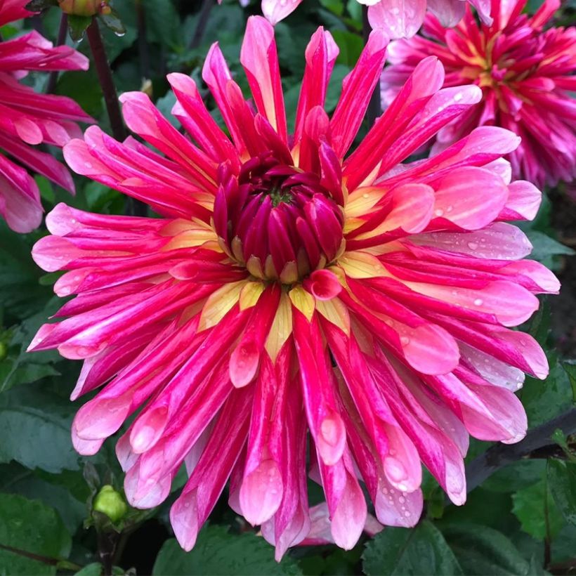 Dahlia Misses Dutch (Flowering)