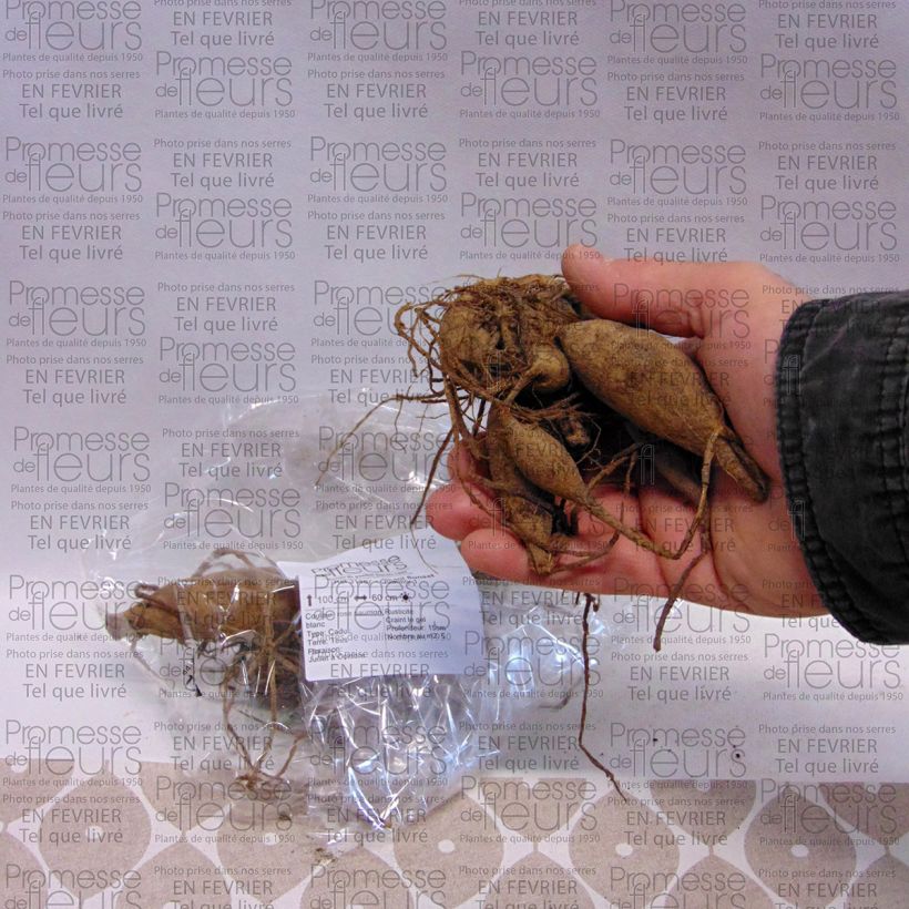 Example of Dahlia Okapi Sunset Bulb size I specimen as delivered