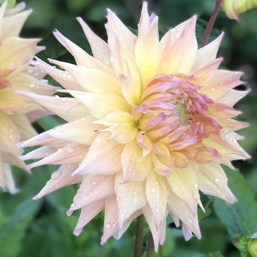 Dahlia Penhill Autumn Shade (Flowering)